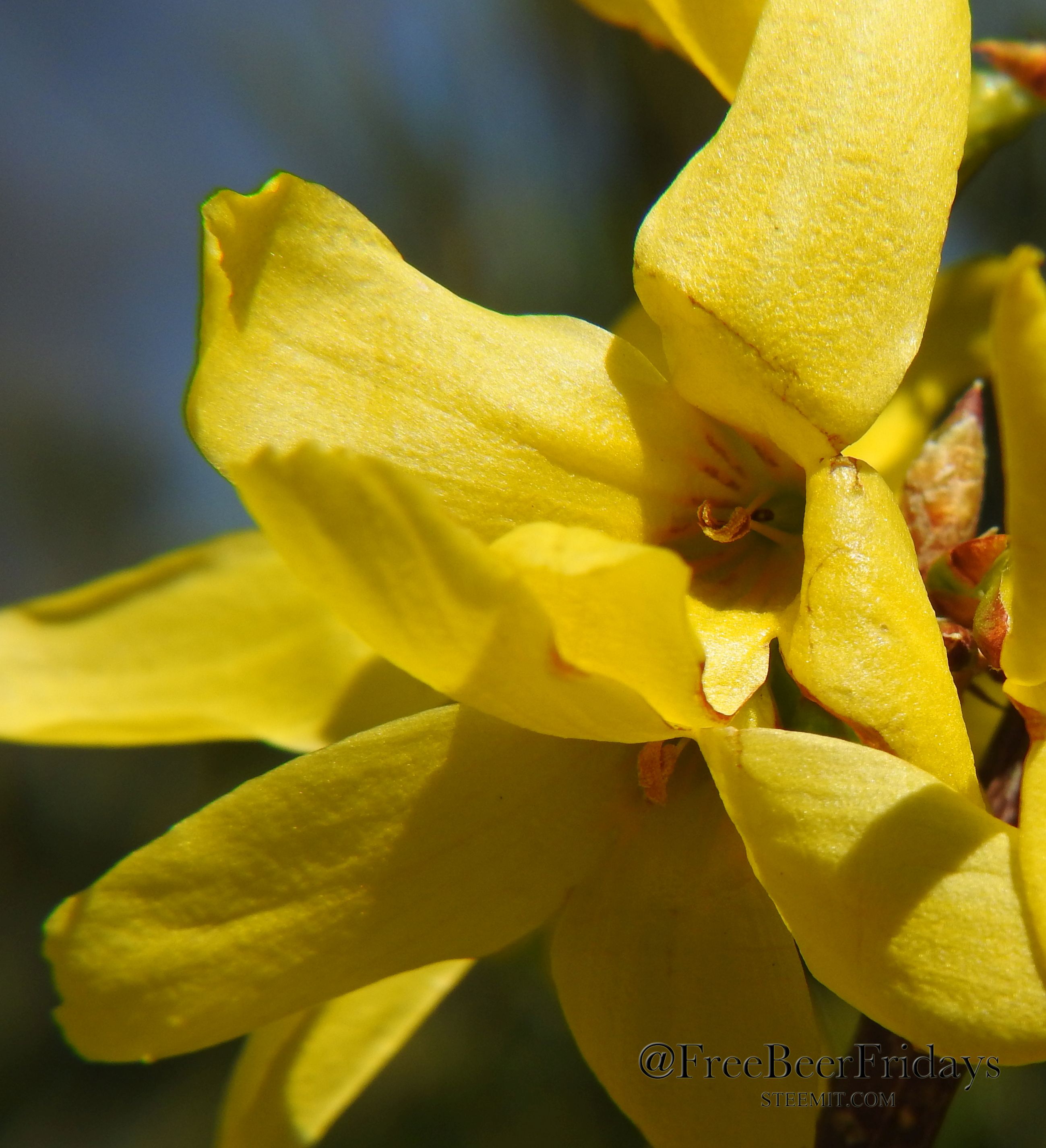 Forsythia2.jpg