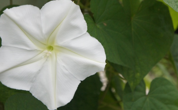 79624_moonflower.jpg