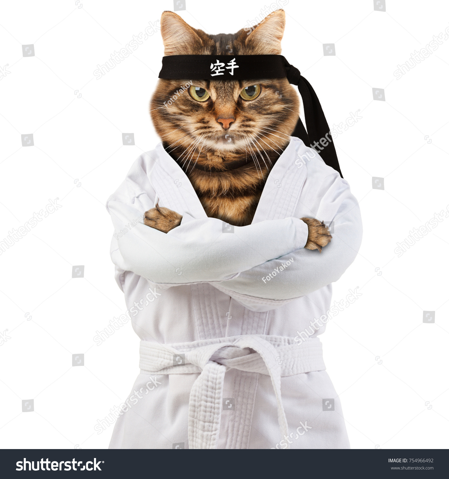 stock-photo-angry-cat-is-wearing-a-kimono-cat-fighter-is-engaged-in-karate-do-hieroglyph-translates-karate-754966492.jpg