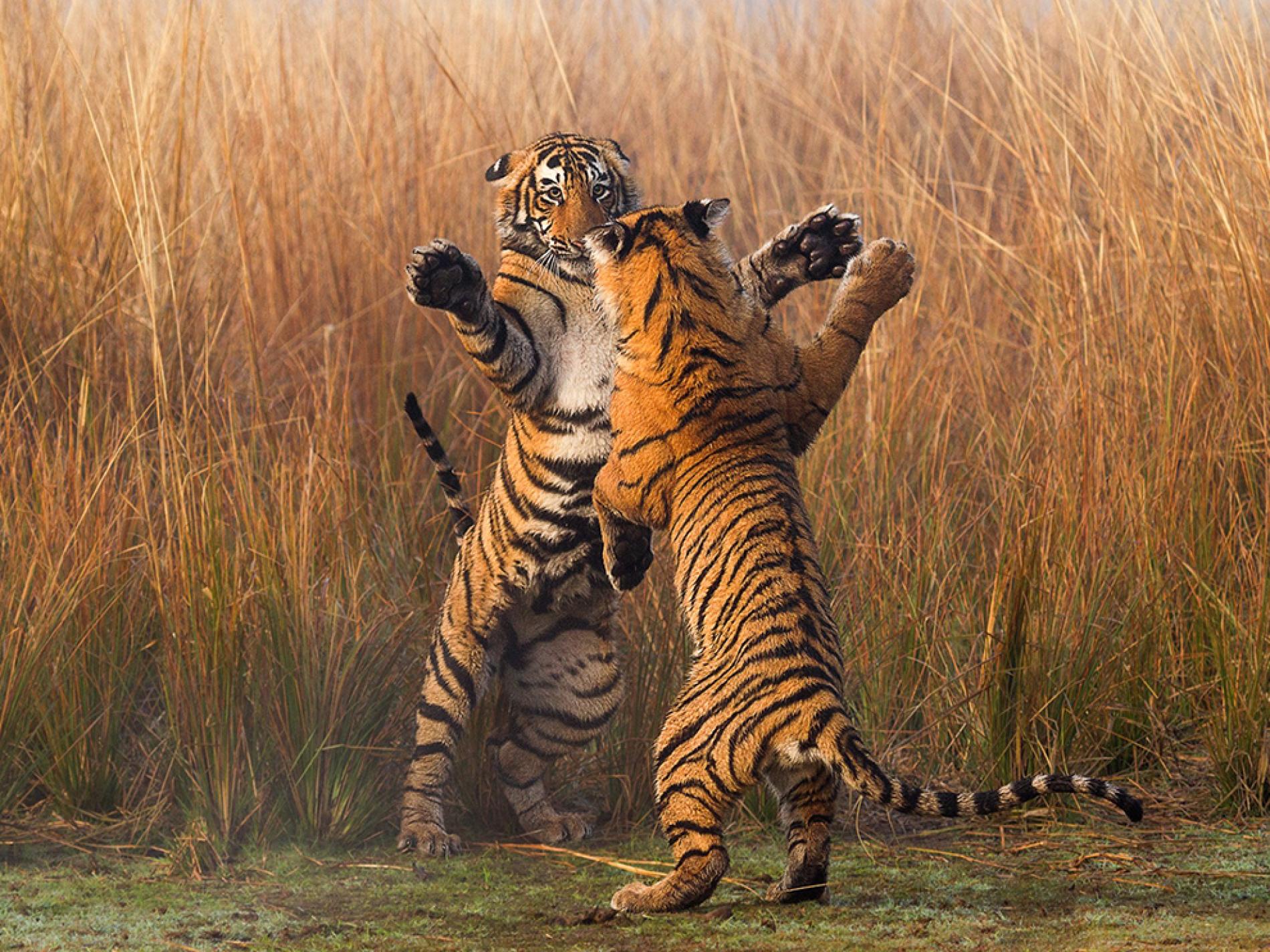 Бой природы. Тигр. Тигр танцует. Тигры дерутся. Могучий тигр.