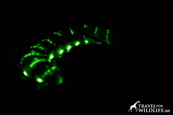 glow-worm.gif
