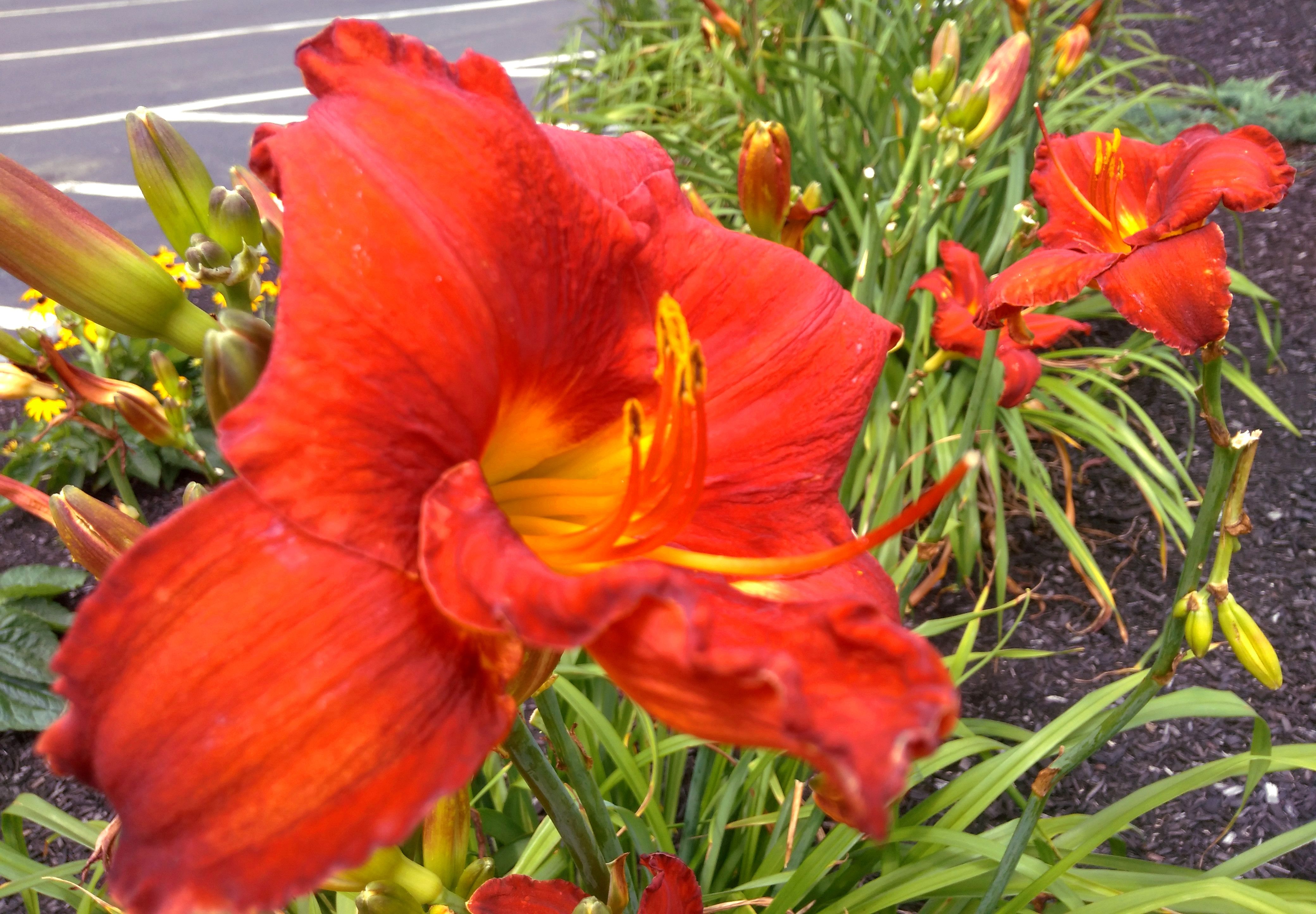 4 August 2017 Lily Flowers Great Wolf Lodge Fitchburg Ma Usa Img 20170804 124428 Modified Jpg