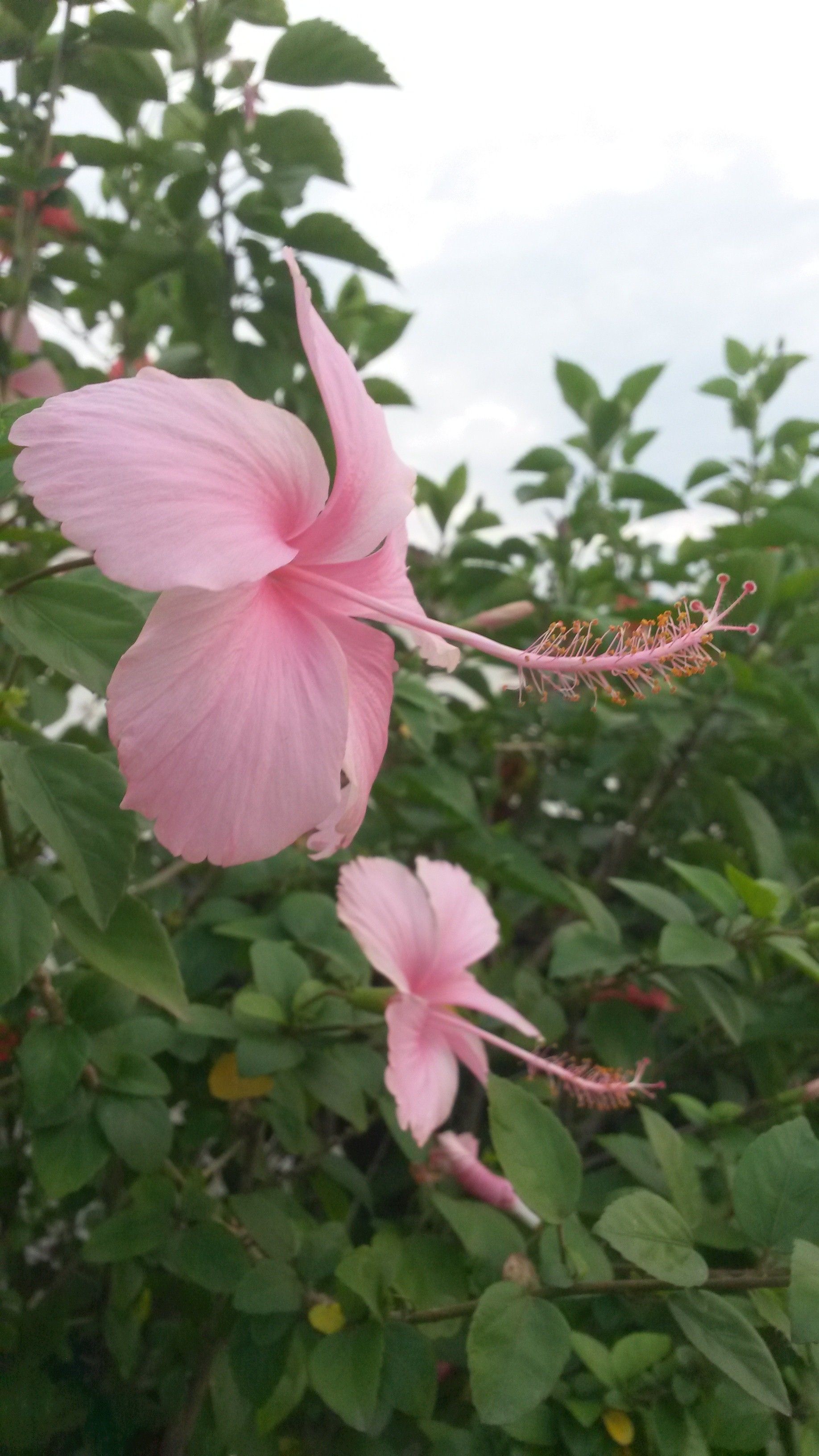 La cayena flor de grandes beneficios, ven y conócelos — Steemit