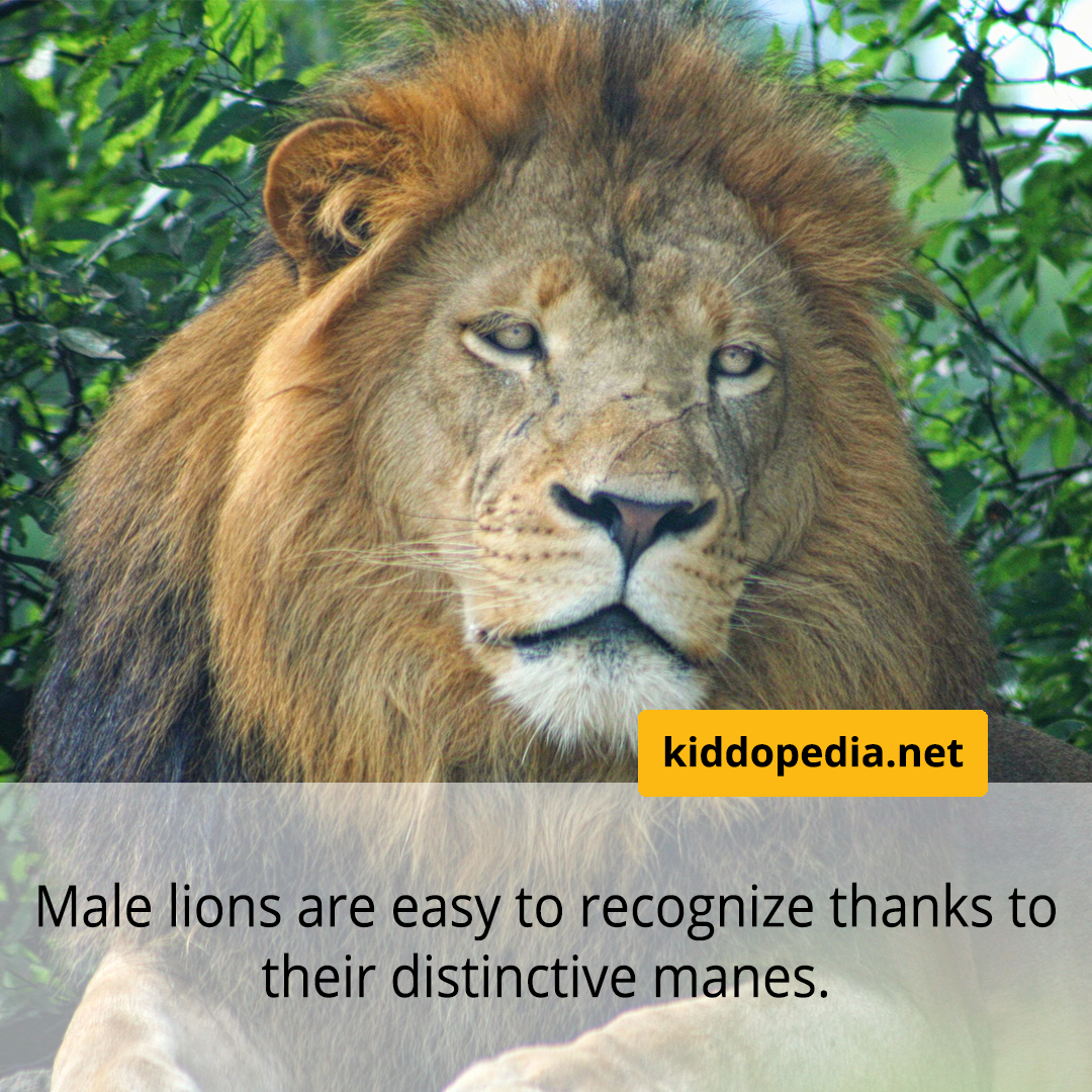 2 Lion.png