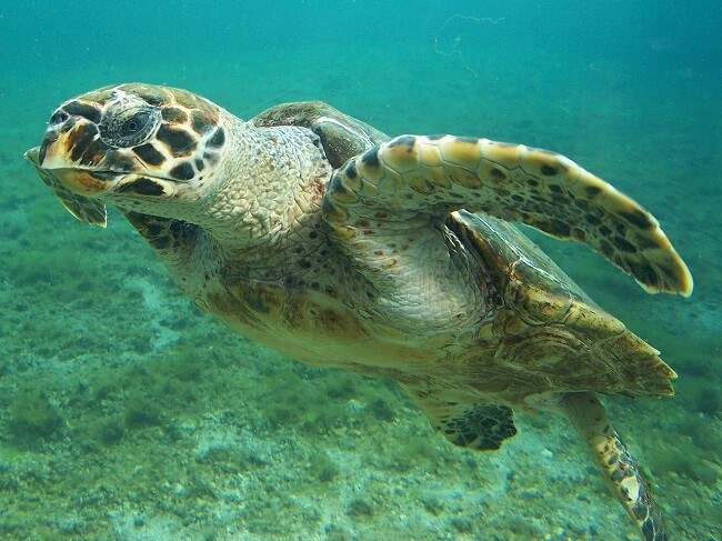 Hawksbill-Turtle.jpg