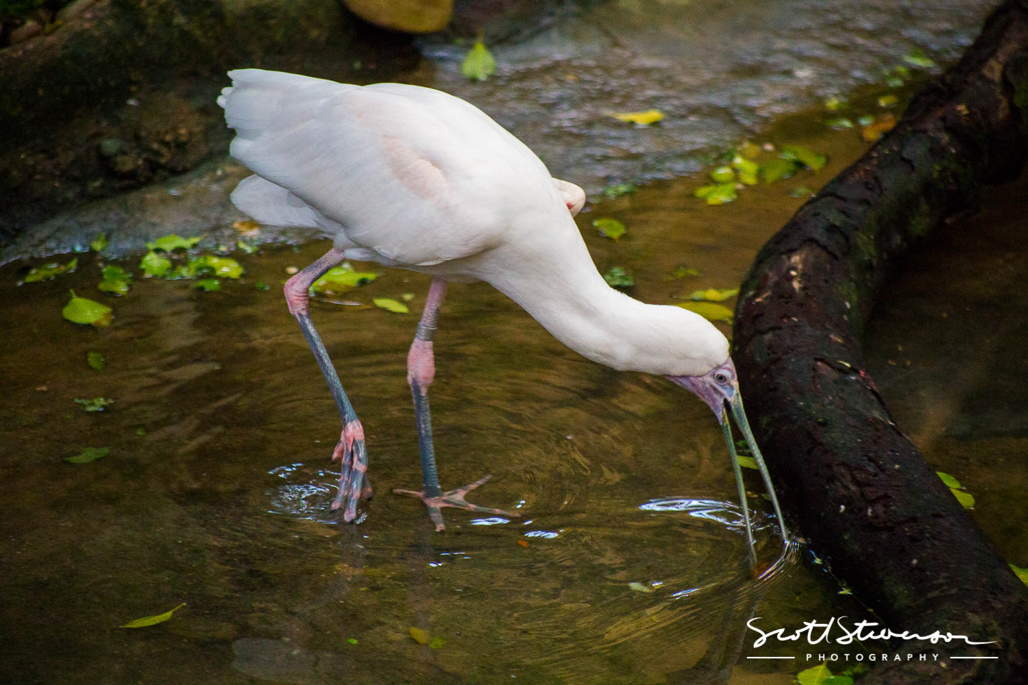 Spoonbill-2.jpg