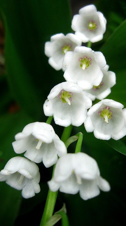 lily-of-the-valley-1175650_960_720.jpg