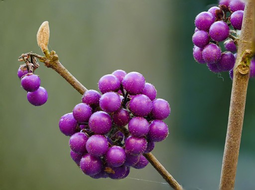 CaLLiCaRPa-signed.jpg