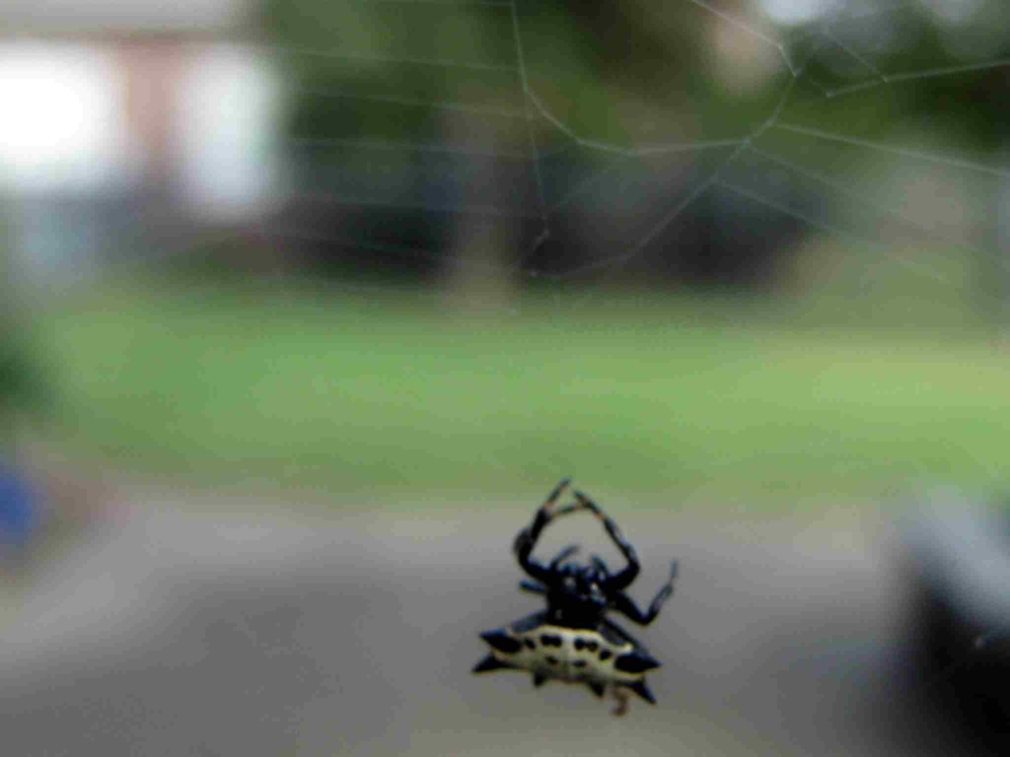 Afternoon Spider Sept 9 2017 010.jpg