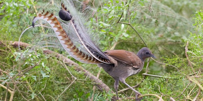 Burung Indah Steemit