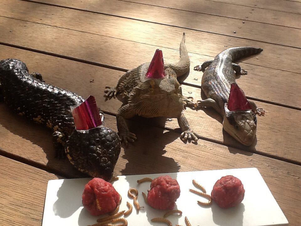 lizard party.jpg