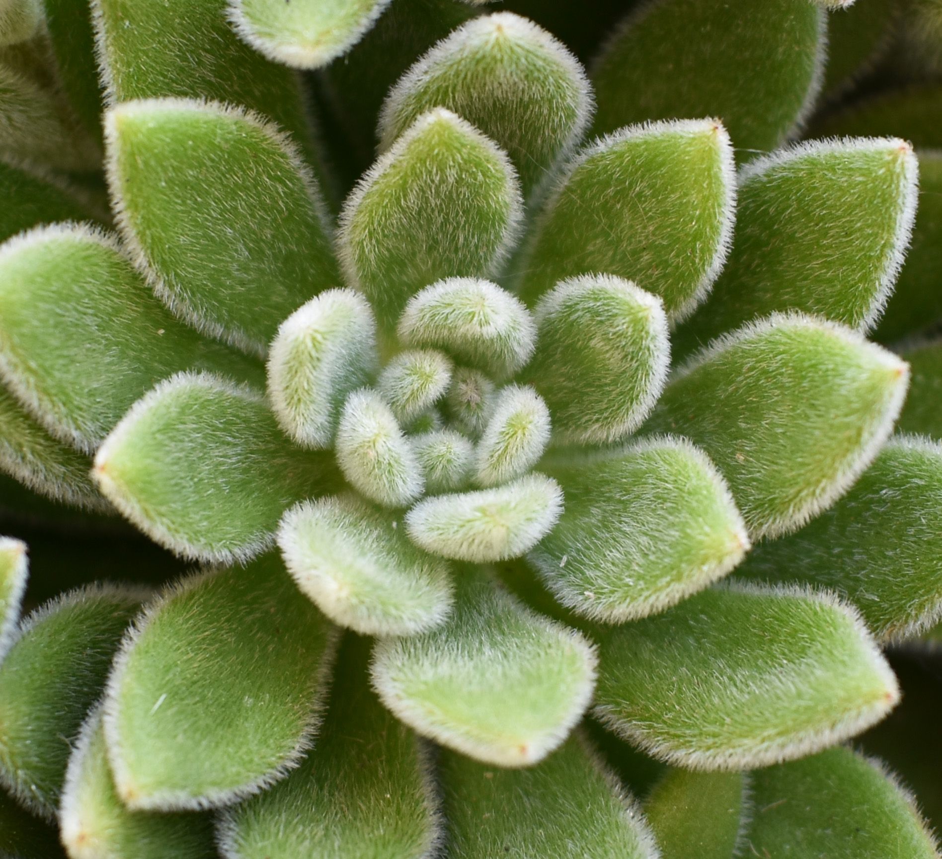 Echeveria Pilosa 2.jpg