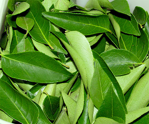 curry-leaves-benefits.jpg