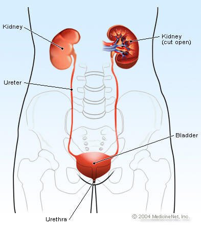 urinary_structures.jpg