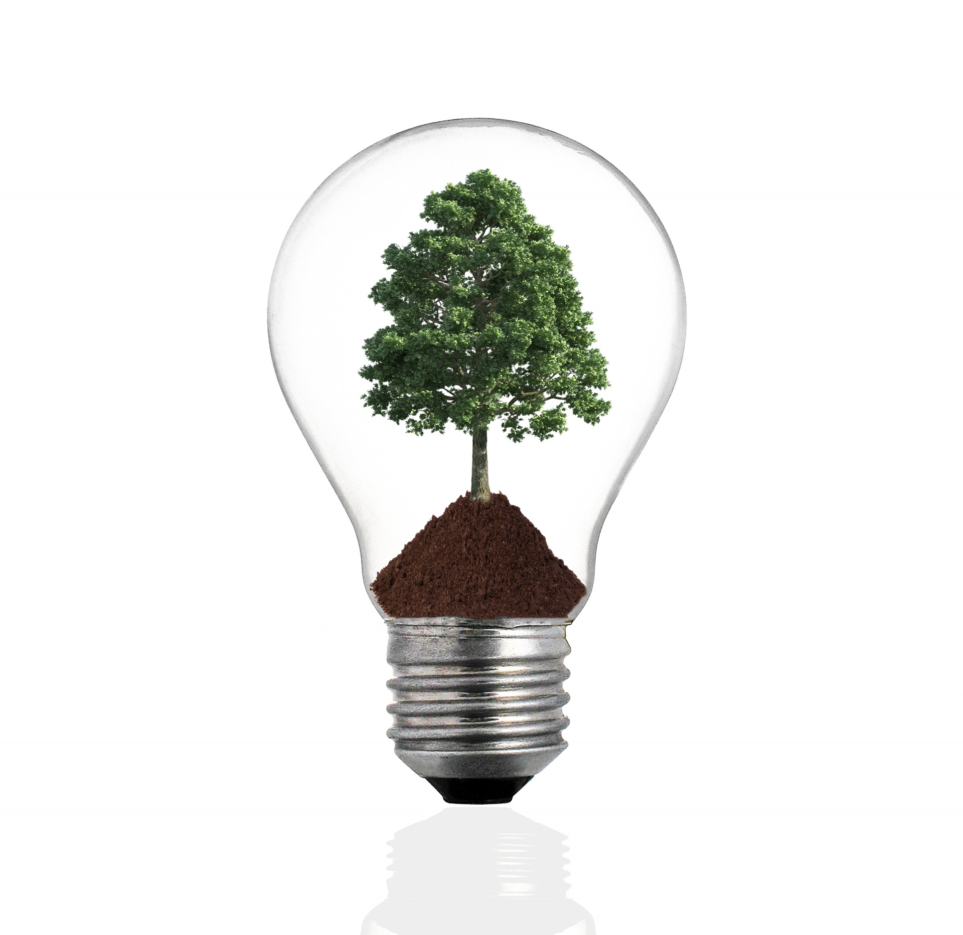 bulb-light-with-tree.jpg