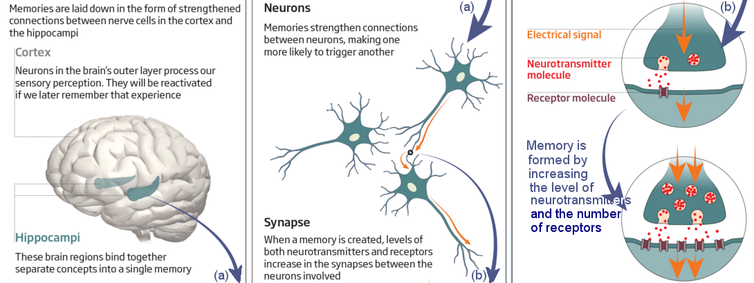 neuron-clipart-human-memory-12.png