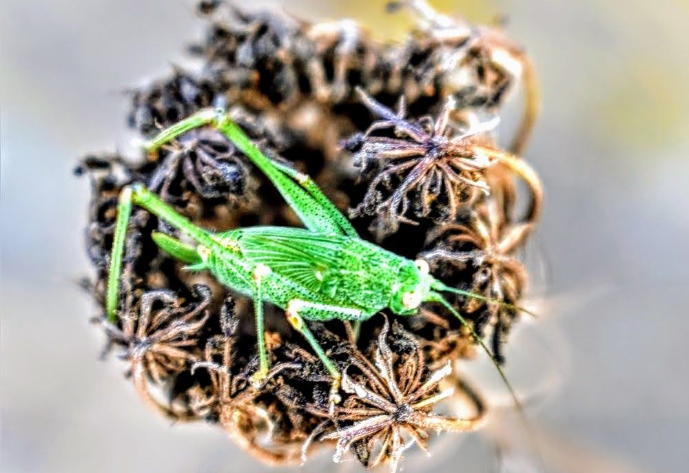 macro svijet j.JPG