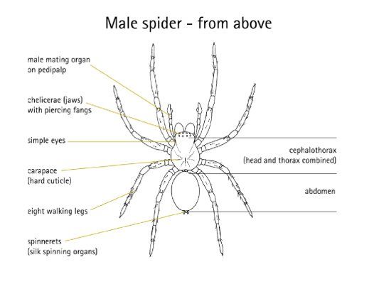 everywhere_what_malespider_.jpg