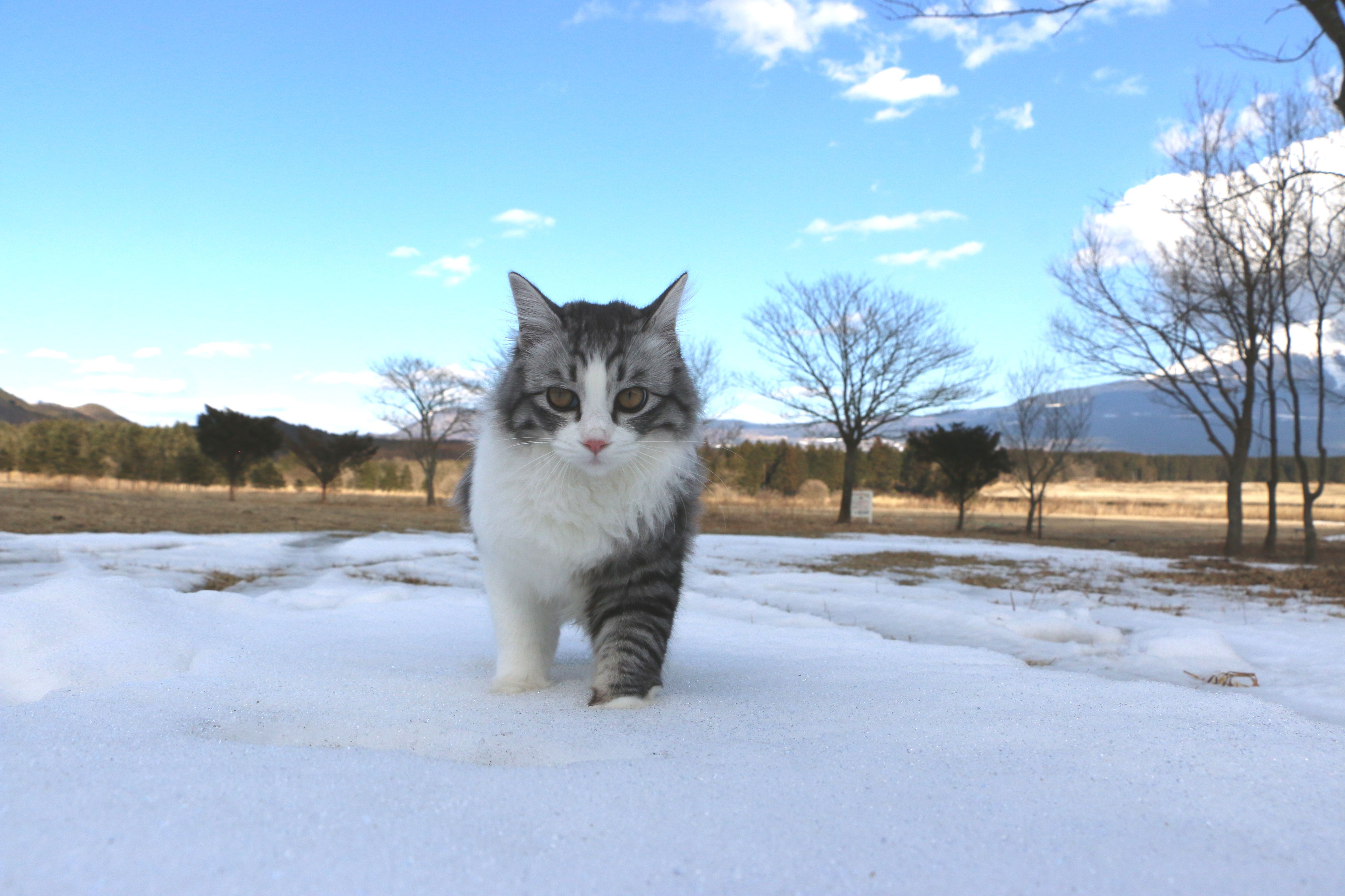 The Fact That Winter Has Come Is That Spring Will Soon Come 冬来たりなば春遠からじ Steemit