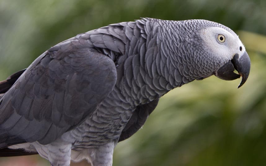 africanGreyParrot_2435290k.jpg