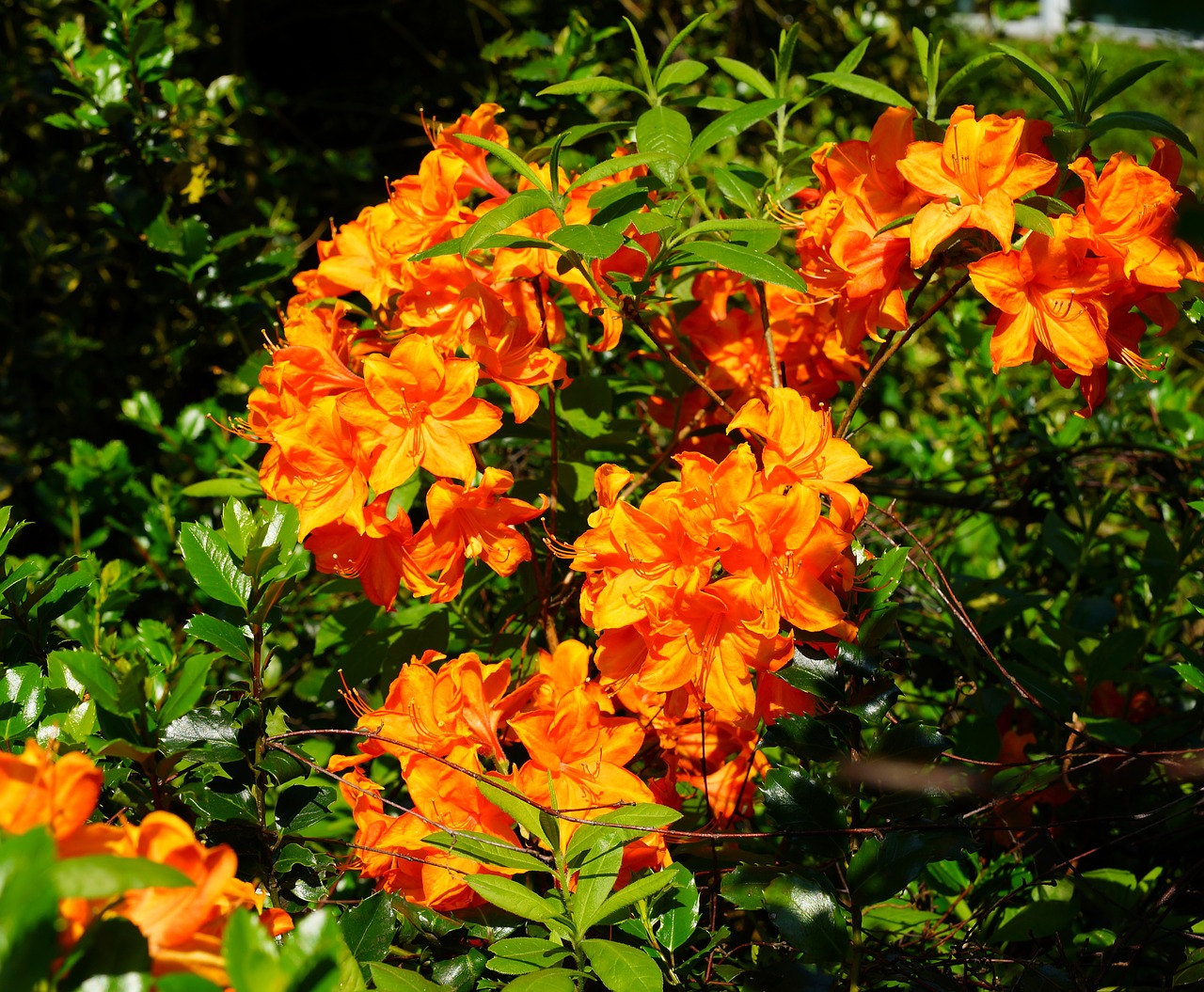 rhododendron-3415675_1280.jpg