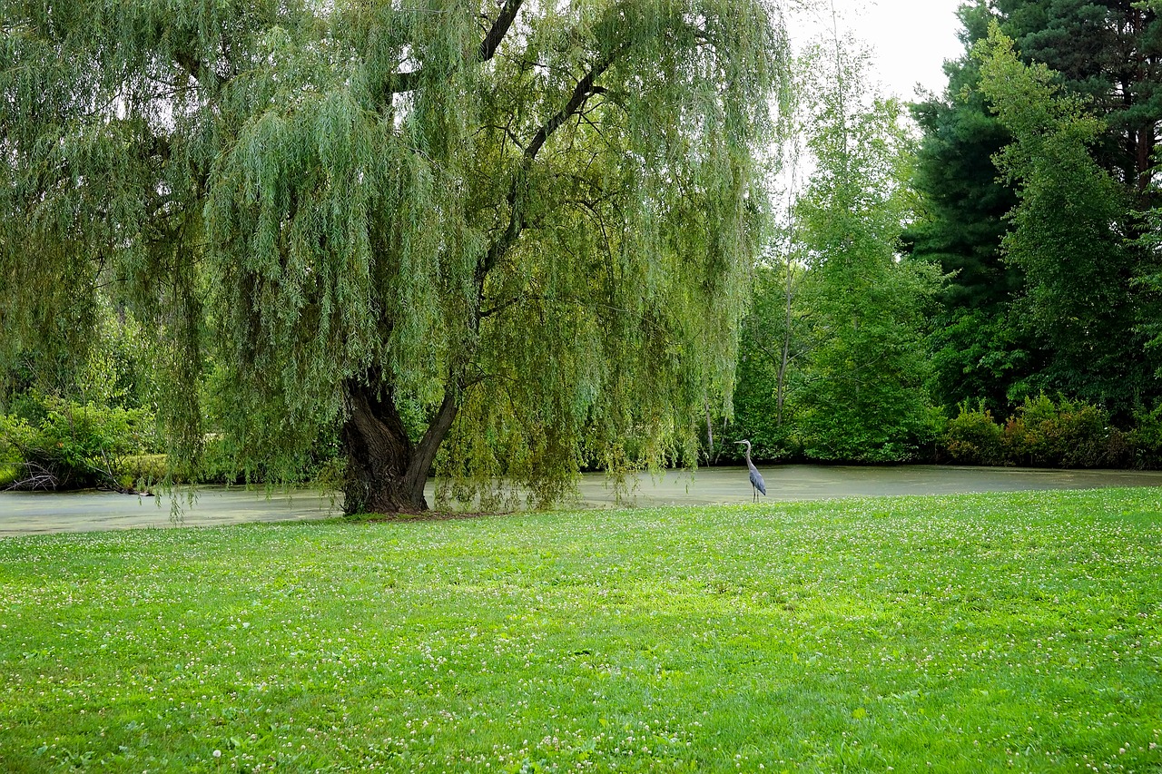 willow-tree-2580277_1280.jpg