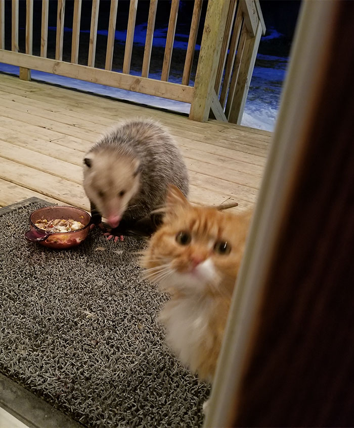 possum-steal-cat-food-7-5aa0e6864dfe7__700.jpg