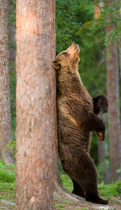 bear-scratch.jpg