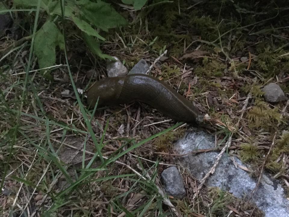 bigslug.jpg