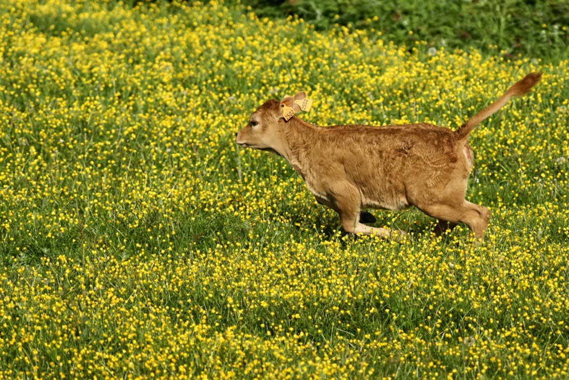 veau_dsc7553_dxo_14144783013_o (FILEminimizer).jpg