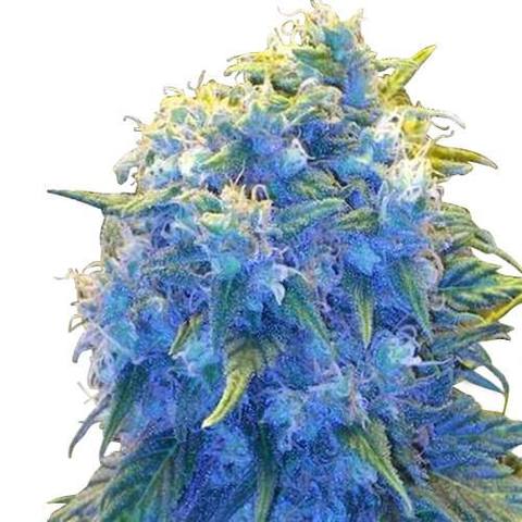 blue-haze-seeds-fem_large.jpg