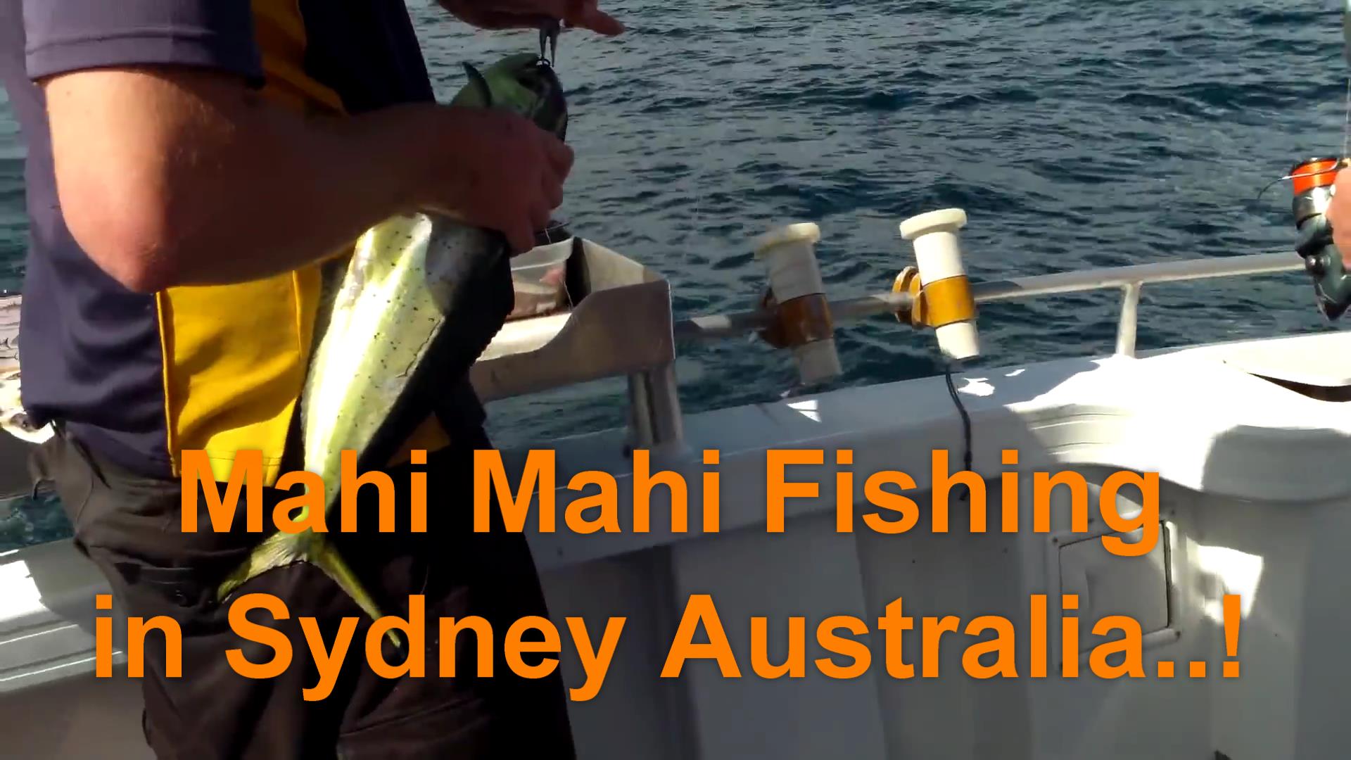 Mahi Mahi AU1.jpg