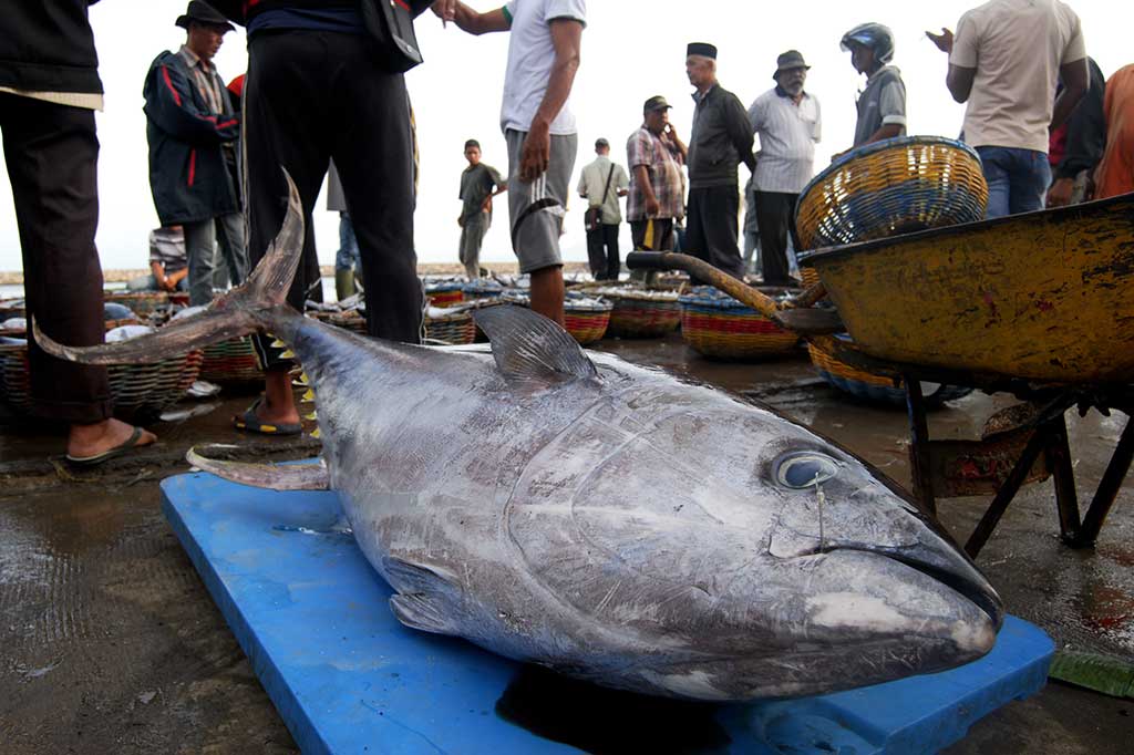 Ikan Tuna hasil tangkapan nelayah Aceh.jpg