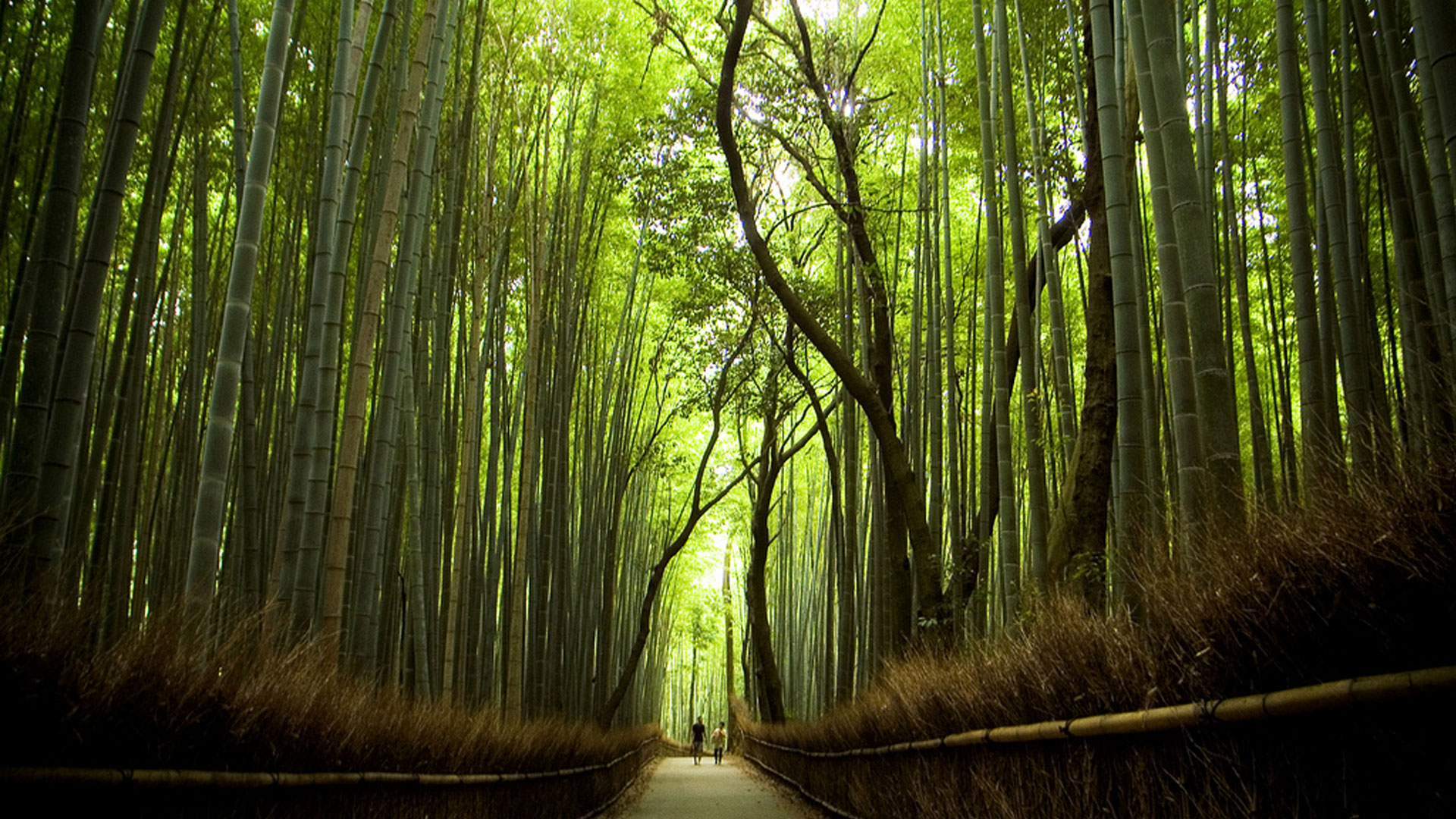 5326267-sagano-bamboo-forest-wallpapers.jpg
