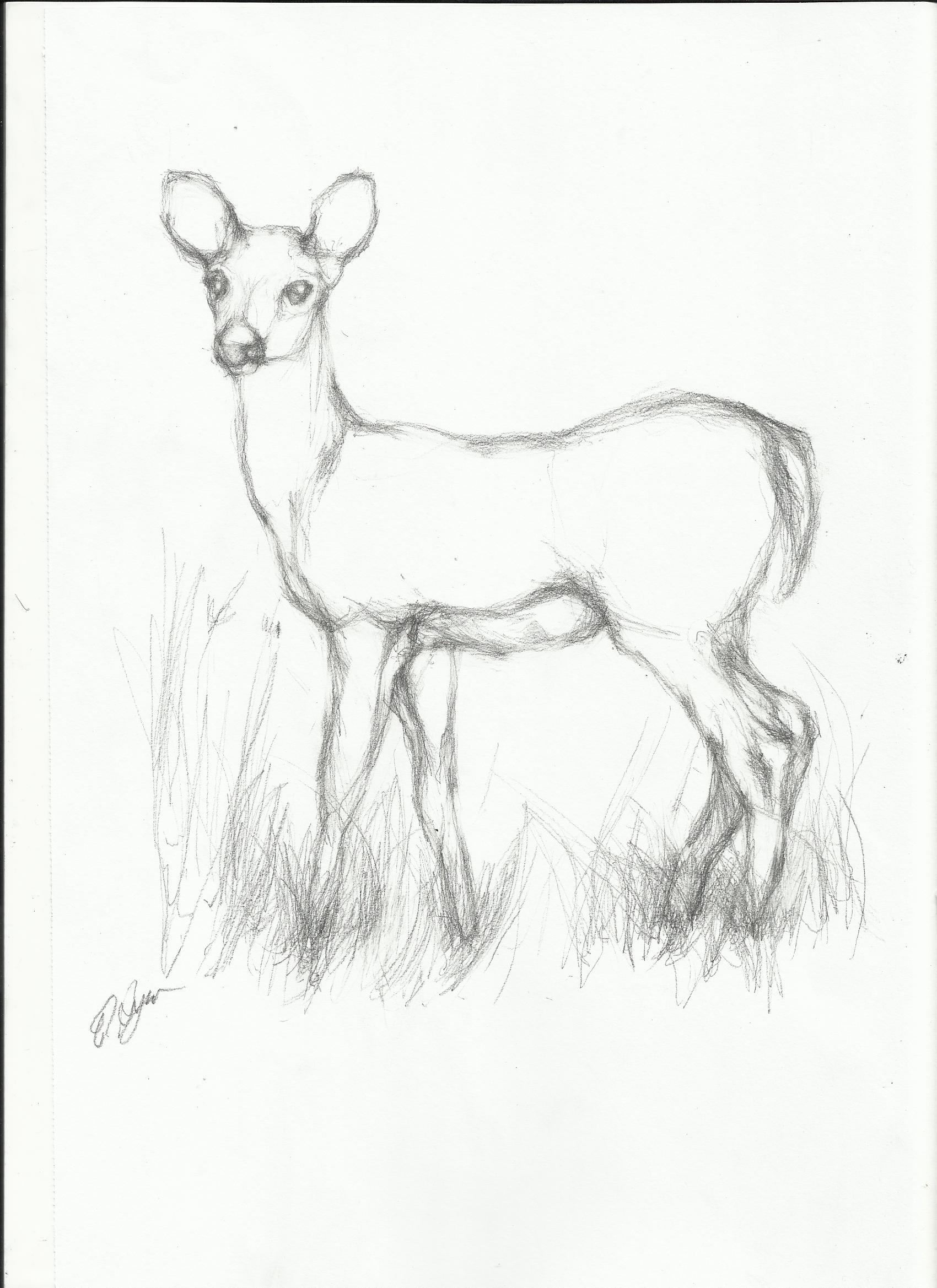 drawings of animals in pencil easy