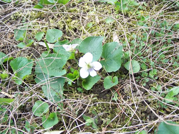 East - white violet crop April 2018.jpg