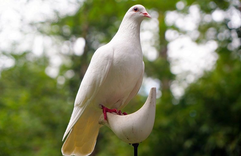 animal-avian-bird-161133.jpg