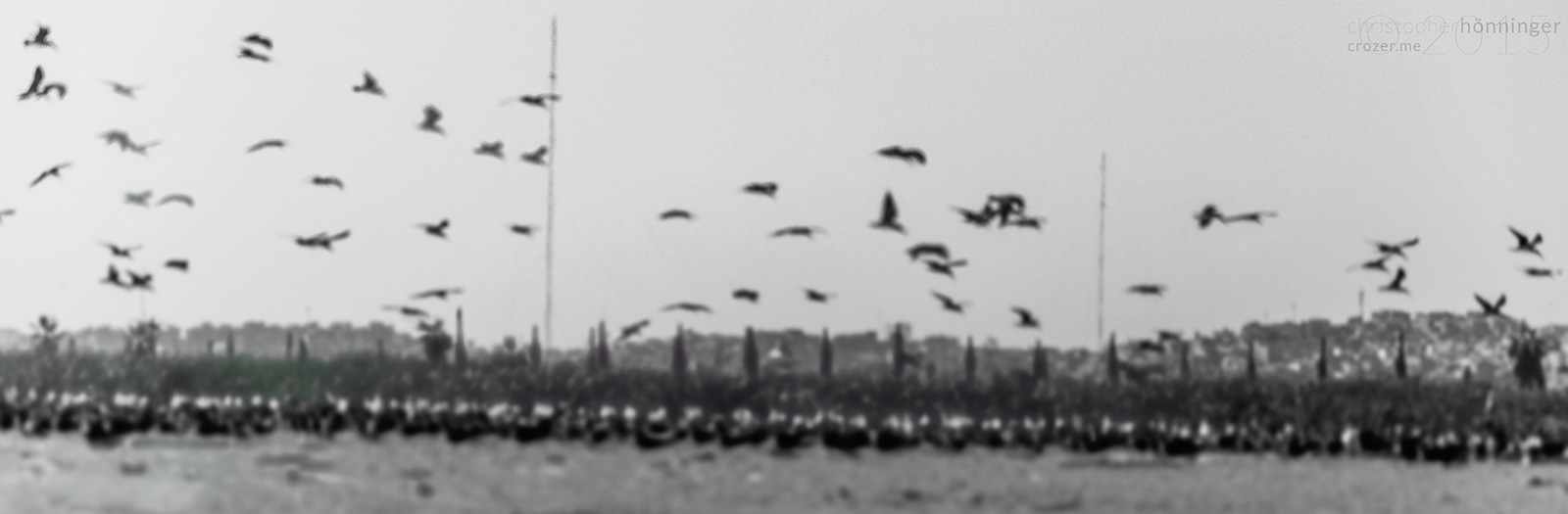 birds_02_analog.jpg