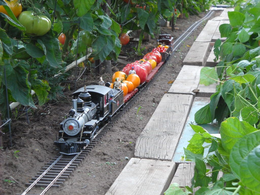 tomato train 8-25-11 019.jpg