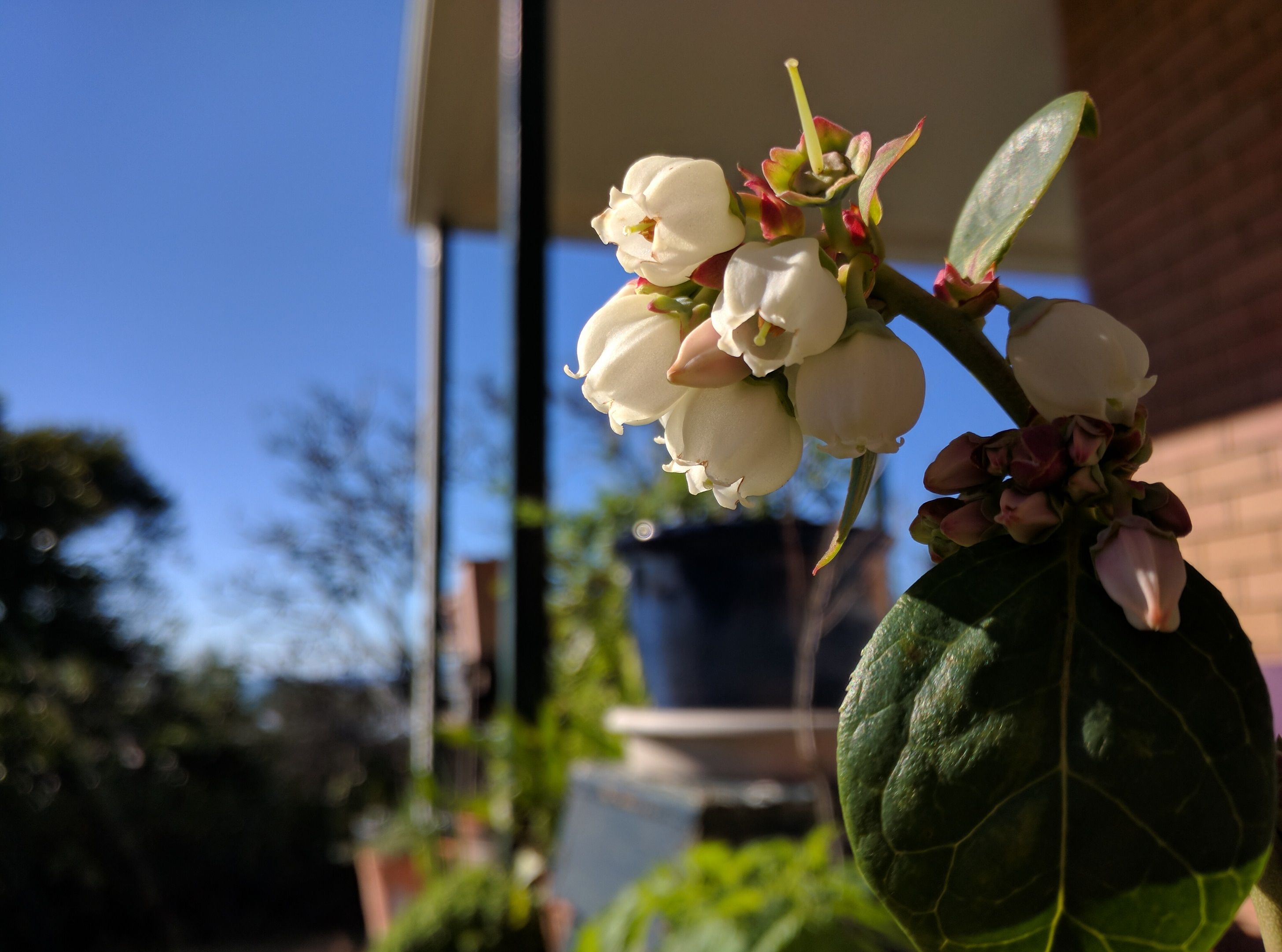 Blueberry Flowers real sml.jpg