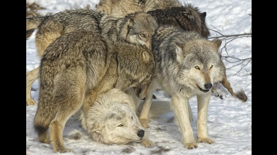 gray-wolf-pack.adapt.945.1.jpg