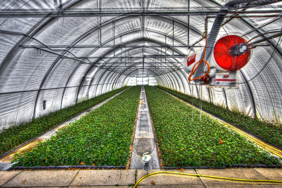 greenhouse-2546692_960_720.jpg