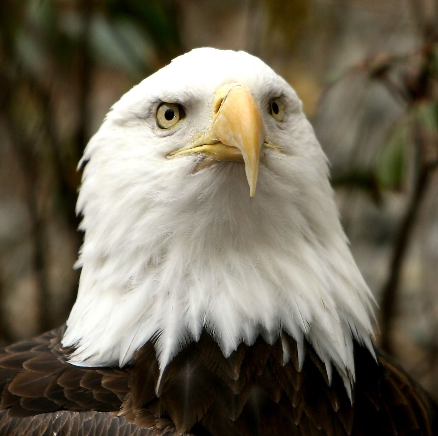 Facts about National Bird of United States of America - USA? — Steemit