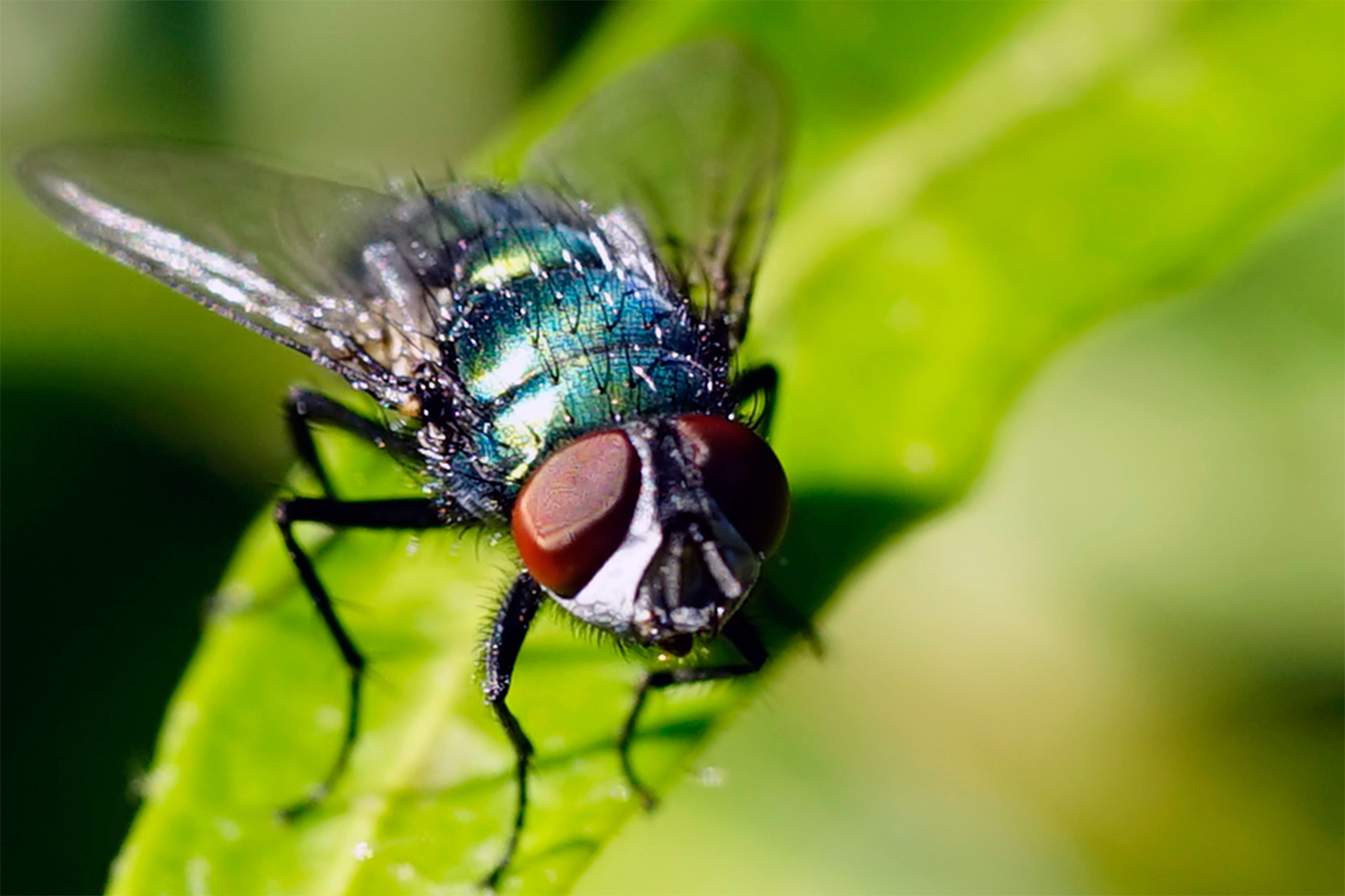 flycloseup.jpg