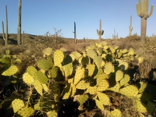 cactus 9-a.jpg