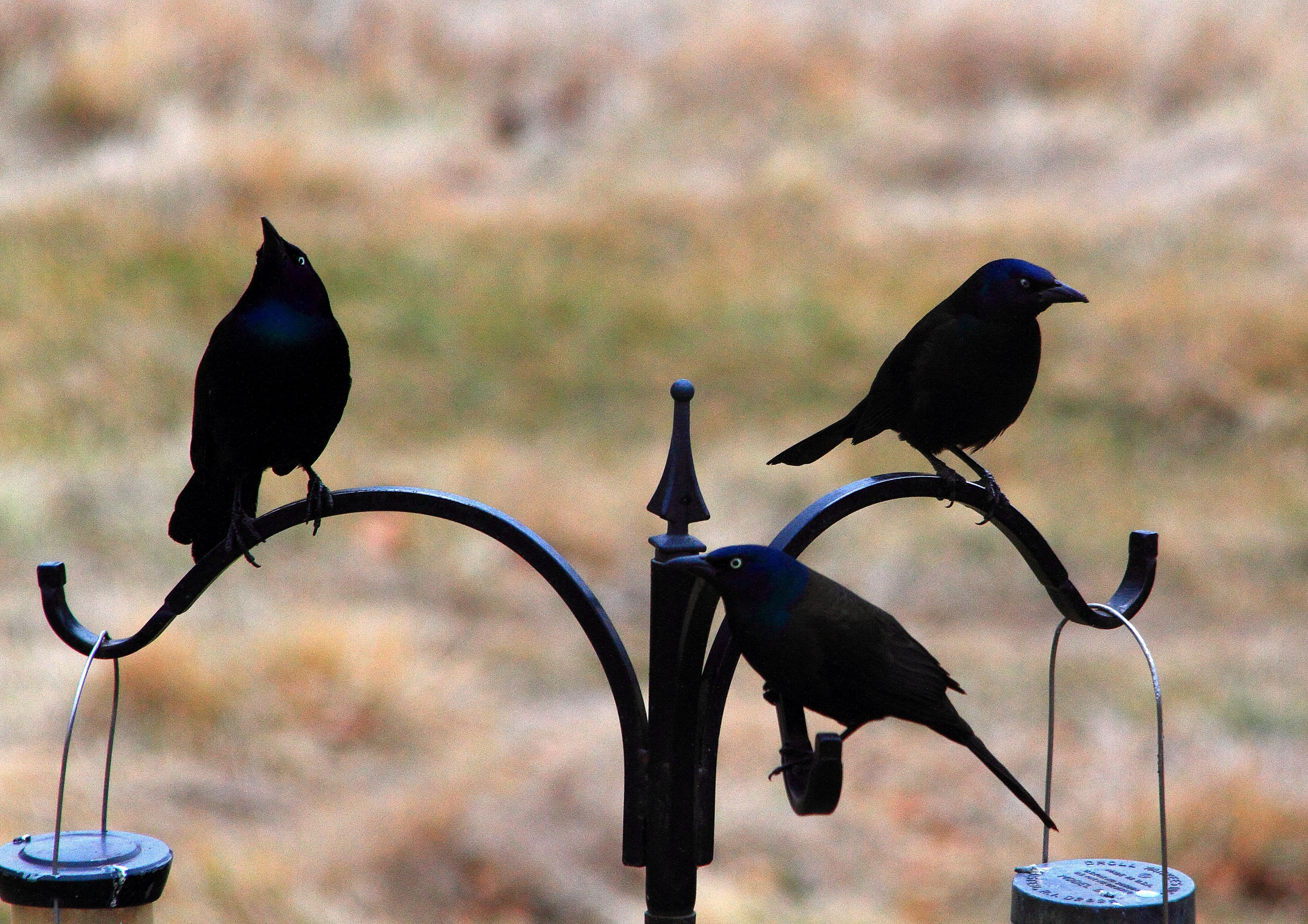 common grackle PFW19-20sun.JPG