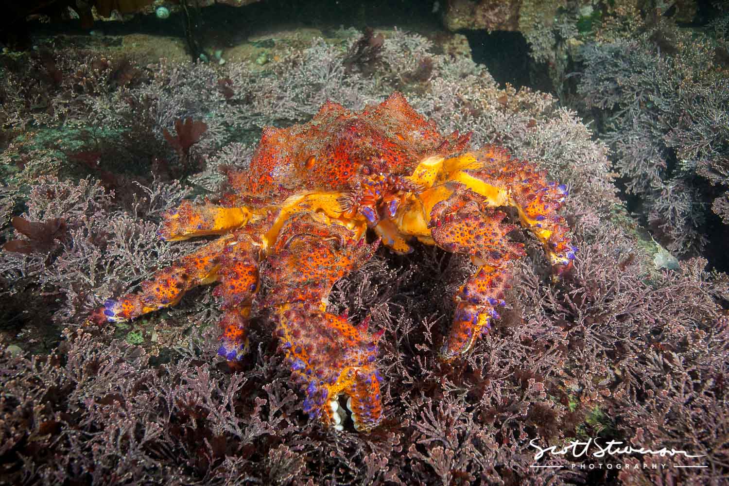 Puget Sound King Crab-11.jpg
