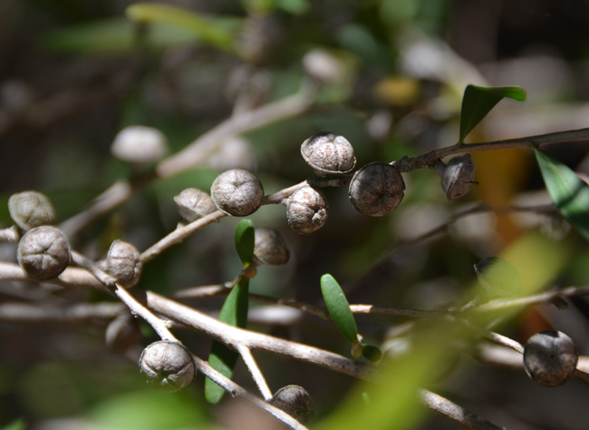 leptospermum-petersonii-fruit.jpg