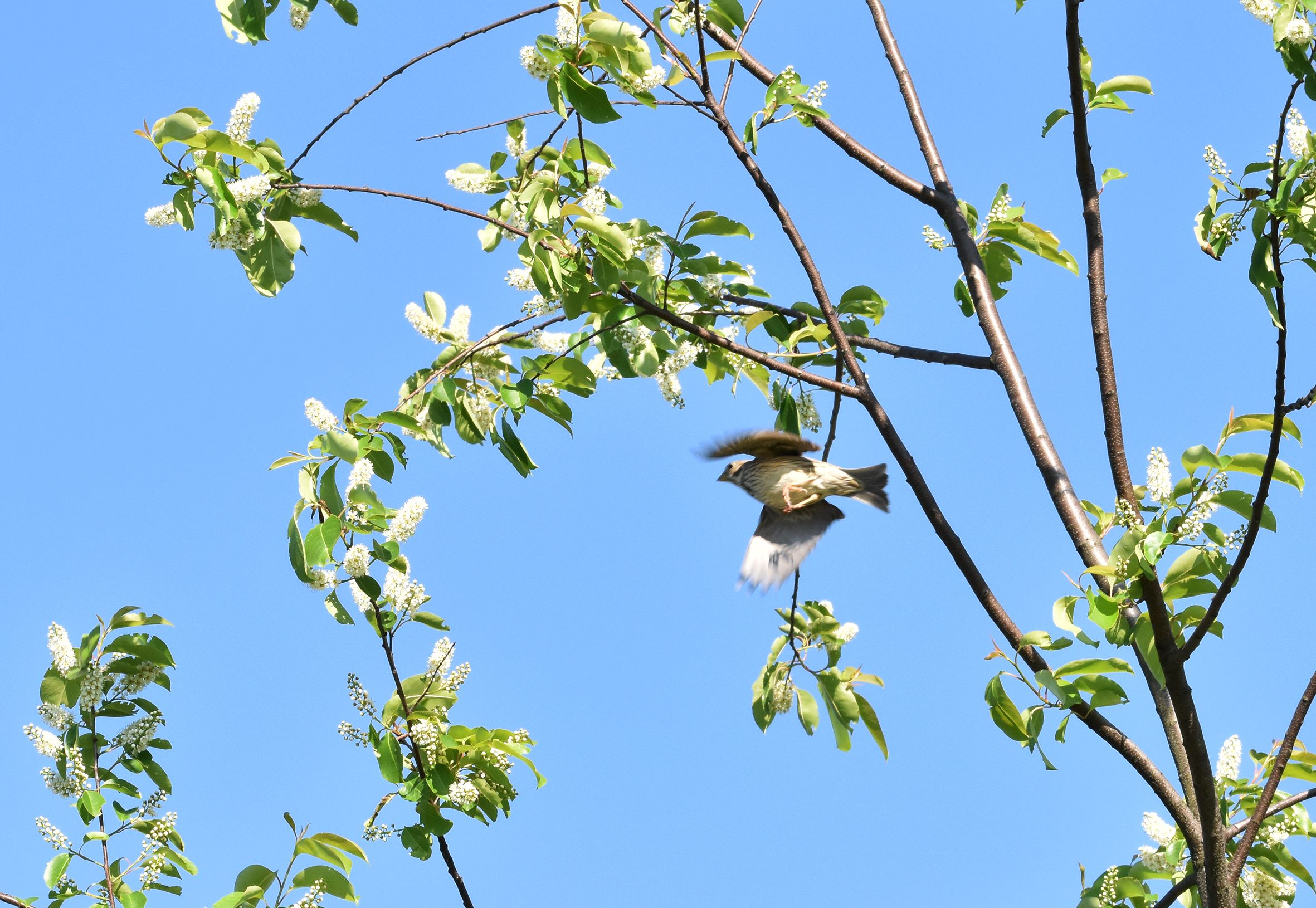 bird tree blue sky.jpg