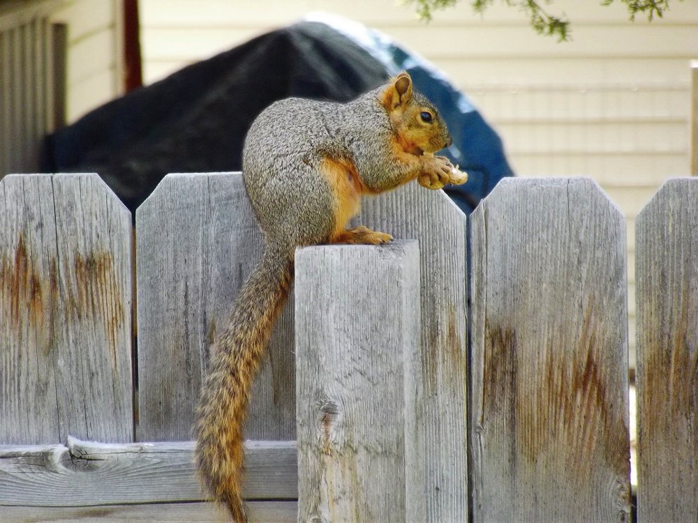 peanut the squirrel, friends, jeronimorubio, daily pet photography (4).jpg